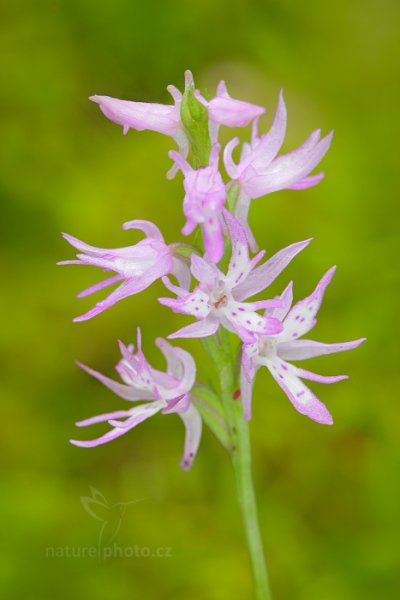 Kapucínek kukačka (neottianthe Cucullata), Kapucínek kukačka (neottianthe Cucullata) Hoodshaped Orchid, Autor: Ondřej Prosický | NaturePhoto.cz, Model: Canon EOS 5D Mark II, Objektiv: Canon EF 100mm f/2.8 L IS Macro USM, Clona: 14, Doba expozice: 1.6 s, ISO: 100, Kompenzace expozice: +2/3, 30. července 2016 10:47:37, Augustów (Polsko)  