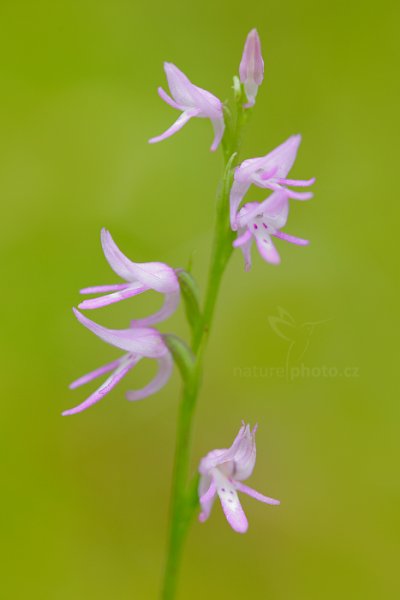 Kapucínek kukačka (neottianthe Cucullata), Kapucínek kukačka (neottianthe Cucullata) Hoodshaped Orchid, Autor: Ondřej Prosický | NaturePhoto.cz, Model: Canon EOS 5D Mark II, Objektiv: Canon EF 100mm f/2.8 L IS Macro USM, Clona: 4.5, Doba expozice: 0.3 s, ISO: 200, Kompenzace expozice: +2/3, 30. července 2016 6:41:46, Augustów (Polsko)  