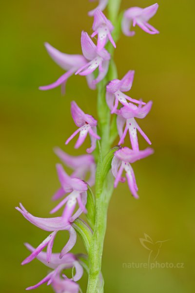 Kapucínek kukačka (neottianthe Cucullata), Kapucínek kukačka (neottianthe Cucullata) Hoodshaped Orchid, Autor: Ondřej Prosický | NaturePhoto.cz, Model: Canon EOS 5D Mark II, Objektiv: Canon EF 100mm f/2.8 L IS Macro USM, Clona: 3.5, Doba expozice: 1/5 s, ISO: 100, Kompenzace expozice: 0, 30. července 2016 7:27:38, Augustów (Polsko) 