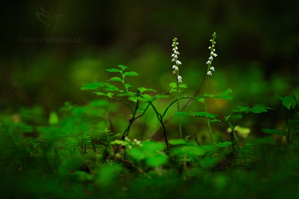 Smrkovník plazivý (Goodyera repens), Smrkovník plazivý (Goodyera repens) Creeping Lady&#039;s-Tresses, Autor: Ondřej Prosický | NaturePhoto.cz, Model: Canon EOS 5D Mark II, Objektiv: Canon EF 100mm f/2.8 L IS Macro USM, Clona: 2.8, Doba expozice: 1/4 s, ISO: 100, Kompenzace expozice: 0, 30. července 2016 7:59:12, Augustów (Polsko) 