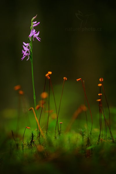 Kapucínek kukačka (neottianthe Cucullata) , Kapucínek kukačka (neottianthe Cucullata) Hoodshaped Orchid, Autor: Ondřej Prosický | NaturePhoto.cz, Model: Canon EOS 5D Mark II, Objektiv: Canon EF 100mm f/2.8 L IS Macro USM, Clona: 3.5, Doba expozice: 1/40 s, ISO: 400, Kompenzace expozice: -1/3, 30. července 2016 10:00:37, Augustów (Polsko)  