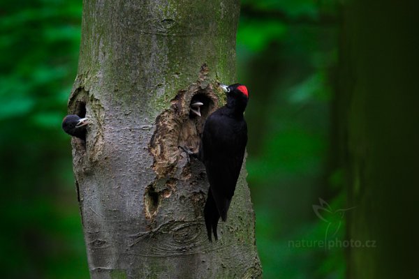 Datel černý (Dryocopus martius), Datel černý (Dryocopus martius) Black woodpecker, Autor: Ondřej Prosický | NaturePhoto.cz, Model: Canon EOS 5D Mark II, Objektiv: EF400mm f/2.8L IS II USM +2x III, Clona: 6.3, Doba expozice: 1/50 s, ISO: 1600, Kompenzace expozice: -2/3, 25. května 2016 15:23:43, Plzeňsko, Česko 