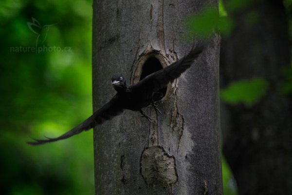 Datel černý (Dryocopus martius), Datel černý (Dryocopus martius), Black woodpecker, Autor: Ondřej Prosický | NaturePhoto.cz, Model: Canon EOS 5D Mark II, Objektiv: EF400mm f/2.8L IS II USM +2x, Clona: 7.1, Doba expozice: 1/800 s, ISO: 2000, Kompenzace expozice: -1 1/3, 19. května 2016 18:43:07, Praha, Česko 