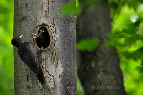 Datel černý (Dryocopus martius), Datel černý (Dryocopus martius), Black woodpecker, Autor: Ondřej Prosický | NaturePhoto.cz, Model: Canon EOS 5D Mark II, Objektiv: Canon EF 400mm f/2.8 L IS II USM + 2x III, Clona: 7.1, Doba expozice: 1/250 s, ISO: 1000, Kompenzace expozice: -1, 19. května 2016 18:41:30, Praha, Česko 