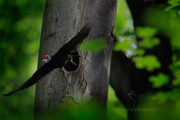 Datel černý (Dryocopus martius), Datel černý (Dryocopus martius), Black woodpecker, Autor: Ondřej Prosický | NaturePhoto.cz, Model: Canon EOS 5D Mark II, Objektiv: EF400mm f/2.8L IS II USM +2x, Clona: 7.1, Doba expozice: 1/1000 s, ISO: 3200, Kompenzace expozice: -1, 19. května 2016 18:15:45, Praha, Česko 