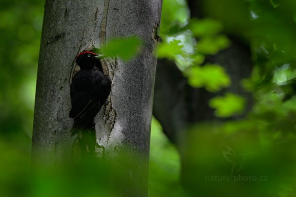 Datel černý (Dryocopus martius), Datel černý (Dryocopus martius), Black woodpecker, Autor: Ondřej Prosický | NaturePhoto.cz, Model: Canon EOS 5D Mark II, Objektiv: EF400mm f/2.8L IS II USM +2x III, Clona: 7.1, Doba expozice: 1/320 s, ISO: 1000, Kompenzace expozice: -1, 19. května 2016 18:15:21, Praha, Česko 