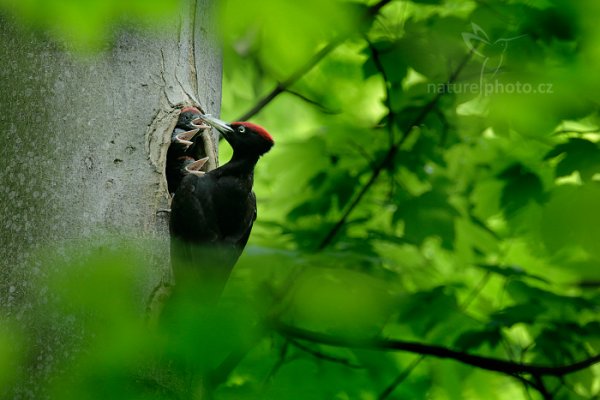 Datel černý (Dryocopus martius), Datel černý (Dryocopus martius), Black woodpecker, Autor: Ondřej Prosický | NaturePhoto.cz, Model: Canon EOS 760D, Objektiv: EF400mm f/2.8L IS II USM +1.4x, Clona: 5.0, Doba expozice: 1/320 s, ISO: 800, Kompenzace expozice: 0, 19. května 2016 13:15:03, Plzeňsko, Česko 