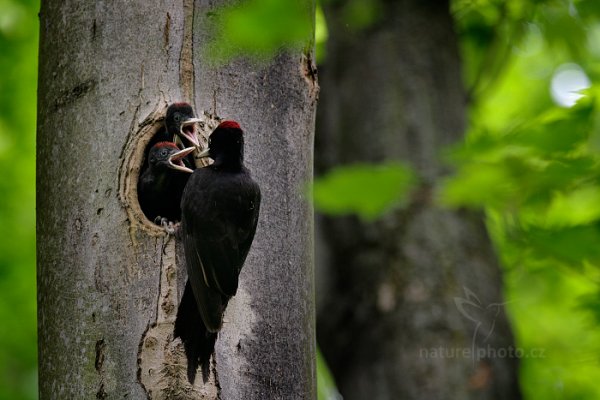 Datel černý (Dryocopus martius), Datel černý (Dryocopus martius), Black woodpecker, Autor: Ondřej Prosický | NaturePhoto.cz, Model: Canon EOS 760D, Objektiv: EF400mm f/2.8L IS II USM +2x III, Clona: 5.6, Doba expozice: 1/100 s, ISO: 1600, Kompenzace expozice: -1, 25. května 2016 11:39:57, Plzeňsko, Česko 