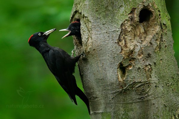 Datel černý (Dryocopus martius), Datel černý (Dryocopus martius), Black woodpecker, Autor: Ondřej Prosický | NaturePhoto.cz, Model: Canon EOS 760D, Objektiv: EF400mm f/2.8L IS II USM +2x III, Clona: 5.6, Doba expozice: 1/100 s, ISO: 1600, Kompenzace expozice: -1, 25. května 2016 11:39:57, Plzeňsko, Česko 