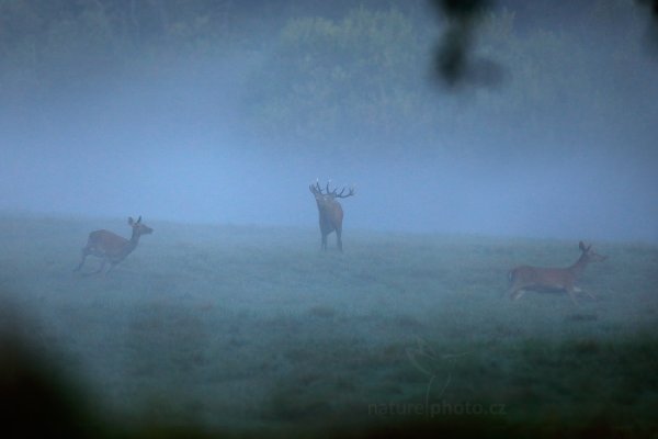 Jelen lesní (Cervus elaphus), Jelen lesní (Cervus elaphus), European Red Deer, Autor: Ondřej Prosický | NaturePhoto.cz, Model: Canon EOS 5D Mark IV, Objektiv: EF400mm f/2.8L IS II USM, Clona: 3.5, Doba expozice: 1/3200 s, ISO: 2000, Kompenzace expozice: -1, 25. září 2016 7:16:29, Lužické hory, Česko 