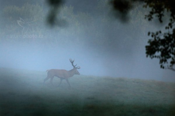 Jelen lesní (Cervus elaphus), Jelen lesní (Cervus elaphus), European Red Deer, Autor: Ondřej Prosický | NaturePhoto.cz, Model: Canon EOS 5D Mark IV, Objektiv: EF400mm f/2.8L IS II USM, Clona: 3.5, Doba expozice: 1/3200 s, ISO: 2000, Kompenzace expozice: -1, 25. září 2016 7:15:48, Lužické hory, Česko 