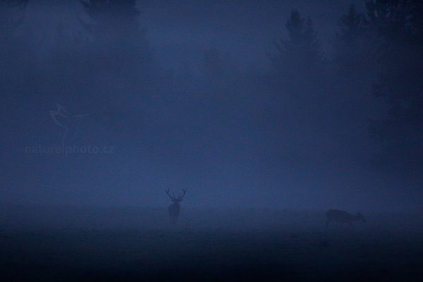 Jelen lesní (Cervus elaphus), Jelen lesní (Cervus elaphus), European Red Deer, Autor: Ondřej Prosický | NaturePhoto.cz, Model: Canon EOS 5D Mark IV, Objektiv: EF400mm f/2.8L IS II USM, Clona: 3.2, Doba expozice: 1/160 s, ISO: 8000, Kompenzace expozice: -1, 25. září 2016 6:27:01, Lužické hory, Česko 