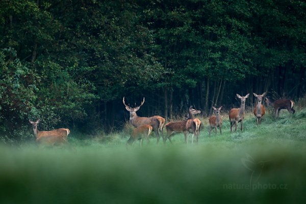 Jelen lesní (Cervus elaphus), Jelen lesní (Cervus elaphus), European Red Deer, Autor: Ondřej Prosický | NaturePhoto.cz, Model: Canon EOS 5D Mark IV, Objektiv: EF400mm f/2.8L IS II USM, Clona: 4.0, Doba expozice: 1/400 s, ISO: 800, Kompenzace expozice: -1, 24. září 2016 7:30:56, Lužické hory, Česko 