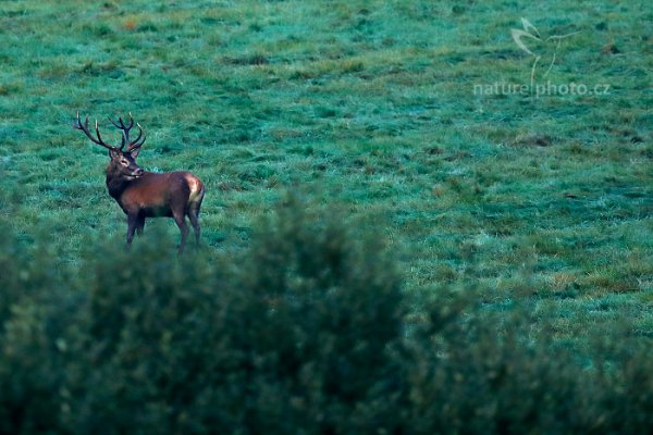 Jelen lesní (Cervus elaphus), Jelen lesní (Cervus elaphus), European Red Deer, Autor: Ondřej Prosický | NaturePhoto.cz, Model: Canon EOS 5D Mark IV, Objektiv: EF400mm f/2.8L IS II USM, Clona: 3.5, Doba expozice: 1/400 s, ISO: 800, Kompenzace expozice: -1 2/3, 24. září 2016 7:04:54, Lužické hory, Česko 