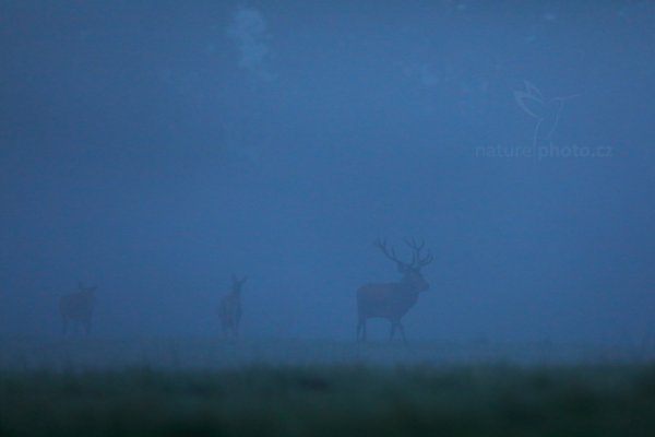 Jelen lesní (Cervus elaphus), Jelen lesní (Cervus elaphus), European Red Deer, Autor: Ondřej Prosický | NaturePhoto.cz, Model: Canon EOS 5D Mark IV, Objektiv: EF400mm f/2.8L IS II USM, Clona: 3.5, Doba expozice: 1/2500 s, ISO: 2000, Kompenzace expozice: -1 2/3, 24. září 2016 6:59:42, Lužické hory, Česko 