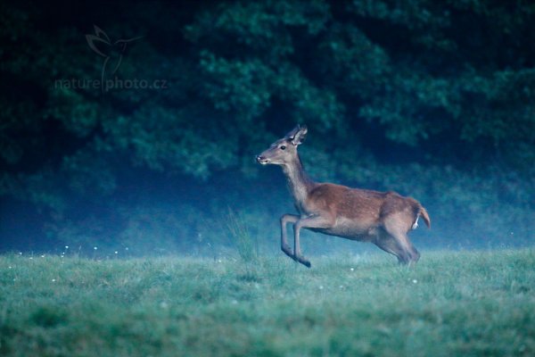 Jelen lesní (Cervus elaphus), Jelen lesní (Cervus elaphus), European Red Deer, Autor: Ondřej Prosický | NaturePhoto.cz, Model: Canon EOS 5D Mark IV, Objektiv: EF400mm f/2.8L IS II USM, Clona: 4.0, Doba expozice: 1/800 s, ISO: 3200, Kompenzace expozice: -1 2/3, 24. září 2016 6:57:49, Lužické hory, Česko 