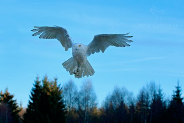 Sovice sněžná (Nyctea scandiaca) Snowy Owl, Sovice sněžná (Buteo scandiaca) Snowy Owl, Autor: Ondřej Prosický | NaturePhoto.cz, Model: Canon EOS 760D, Objektiv: EF70-200mm f/2.8L IS II USM, stativ Gitzo, Clona: 5.6, Doba expozice: 1/1000 s, ISO: 400, Kompenzace expozice: 0, Blesk: Ne, 30. ledna 2016 8:34:08, zvíře v lidské péči, Vysočina (Česko) 