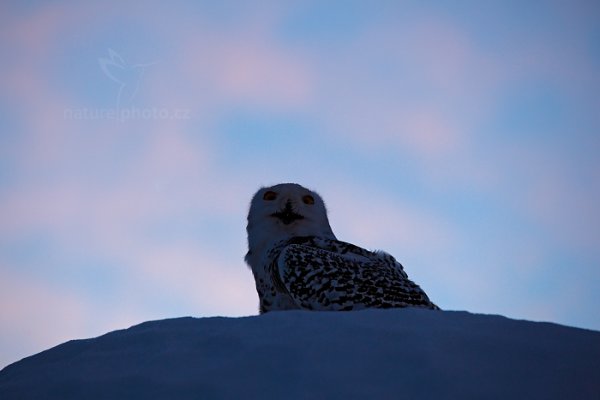 Sovice sněžná (Nyctea scandiaca) Snowy Owl, Sovice sněžná (Buteo scandiaca) Snowy Owl, Autor: Ondřej Prosický | NaturePhoto.cz, Model: Canon EOS 5D Mark II, stativ Gitzo, Clona: 5.0, Doba expozice: 1/250 s, ISO: 1600, Kompenzace expozice: +2, Blesk: Ne, 30. ledna 2016 1:30:06, zvíře v lidské péči, Vysočina (Česko) 