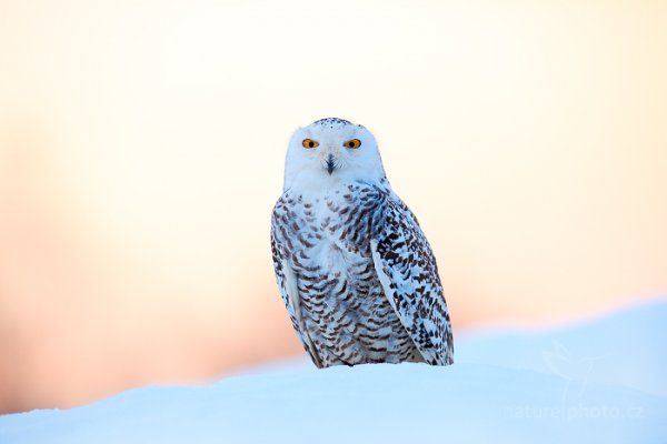 Sovice sněžná (Nyctea scandiaca) Snowy Owl, Sovice sněžná (Buteo scandiaca) Snowy Owl, Autor: Ondřej Prosický | NaturePhoto.cz, Model: Canon EOS 5D Mark II, stativ Gitzo, Clona: 4.5, Doba expozice: 1/60 s, ISO: 400, Kompenzace expozice: +2, Blesk: Ne, 30. ledna 2016 1:38:55, zvíře v lidské péči, Vysočina (Česko) 