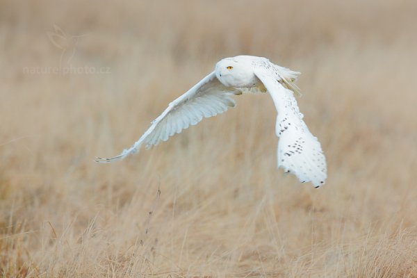 Sovice sněžná (Nyctea scandiaca) Snowy Owl, Sovice sněžná (Buteo scandiaca) Snowy Owl, Autor: Ondřej Prosický | NaturePhoto.cz, Model: Canon EOS 5D Mark II, stativ Gitzo, Clona: 5.0, Doba expozice: 1/1250 s, ISO: 1600, Kompenzace expozice: +2/3, Blesk: Ne, 30. ledna 2016 2:25:14, zvíře v lidské péči, Vysočina (Česko) 