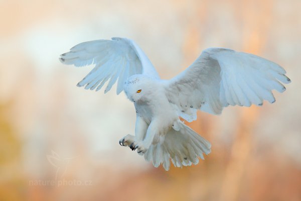 Sovice sněžná (Nyctea scandiaca) Snowy Owl, Sovice sněžná (Buteo scandiaca) Snowy Owl, Autor: Ondřej Prosický | NaturePhoto.cz, Model: Canon EOS 5D Mark II, stativ Gitzo, Clona: 5.0, Doba expozice: 1/5000 s, ISO: 1600, Kompenzace expozice: -1/3, Blesk: Ne, 30. ledna 2016 2:25:43, zvíře v lidské péči, Vysočina (Česko) 