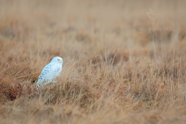 Sovice sněžná (Nyctea scandiaca) Snowy Owl, Sovice sněžná (Buteo scandiaca) Snowy Owl, Autor: Ondřej Prosický | NaturePhoto.cz, Model: Canon EOS 5D Mark II, stativ Gitzo, Clona: 4.0, Doba expozice: 1/800 s, ISO: 400, Kompenzace expozice: -1/3, Blesk: Ne, 30. ledna 2016 2:28:47, zvíře v lidské péči, Vysočina (Česko) 