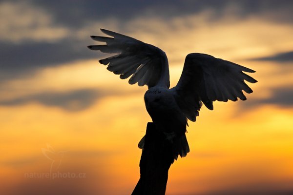 Sovice sněžná (Nyctea scandiaca) Snowy Owl, Sovice sněžná (Buteo scandiaca) Snowy Owl, Autor: Ondřej Prosický | NaturePhoto.cz, Model: Canon EOS 5D Mark II, stativ Gitzo, Clona: 5.6, Doba expozice: 1/4000 s, ISO: 400, Kompenzace expozice: -2/3, Blesk: Ne, 30. ledna 2016 10:19:46, zvíře v lidské péči, Vysočina (Česko) 