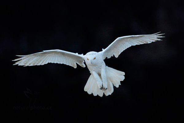 Sovice sněžná (Nyctea scandiaca) Snowy Owl, Sovice sněžná (Buteo scandiaca) Snowy Owl, Autor: Ondřej Prosický | NaturePhoto.cz, Model: Canon EOS 5D Mark II, stativ Gitzo, Clona: 4.5, Doba expozice: 1/1250 s, ISO: 1600, Kompenzace expozice: -1, Blesk: Ne, 30. ledna 2016 9:58:26, zvíře v lidské péči, Vysočina (Česko) 