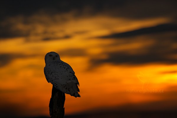 Sovice sněžná (Nyctea scandiaca) Snowy Owl, Sovice sněžná (Buteo scandiaca) Snowy Owl, Autor: Ondřej Prosický | NaturePhoto.cz, Model: Canon EOS 5D Mark II, stativ Gitzo, Clona: 5.6, Doba expozice: 1/2500 s, ISO: 200, Kompenzace expozice: -2/3, Blesk: Ano, 30. ledna 2016 10:19:07, zvíře v lidské péči, Vysočina (Česko) 