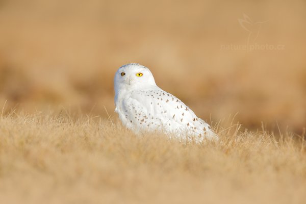 Sovice sněžná (Nyctea scandiaca) Snowy Owl, Sovice sněžná (Buteo scandiaca) Snowy Owl, Autor: Ondřej Prosický | NaturePhoto.cz, Model: Canon EOS 5D Mark II, stativ Gitzo, Clona: 5.6, Doba expozice: 1/640 s, ISO: 100, Kompenzace expozice: -1/3, Blesk: Ne, 30. ledna 2016 3:12:33, zvíře v lidské péči, Vysočina (Česko)
