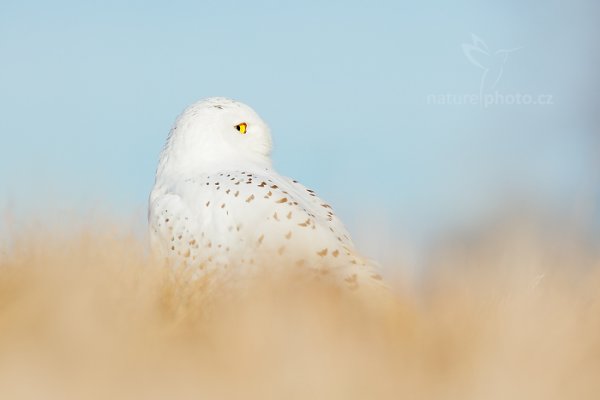 Sovice sněžná (Nyctea scandiaca) Snowy Owl, Sovice sněžná (Buteo scandiaca) Snowy Owl, Autor: Ondřej Prosický | NaturePhoto.cz, Model: Canon EOS 5D Mark II, stativ Gitzo, Clona: 5.6, Doba expozice: 1/1000 s, ISO: 100, Kompenzace expozice: -1/3, Blesk: Ne, 30. ledna 2016 3:10:56, zvíře v lidské péči, Vysočina (Česko) 