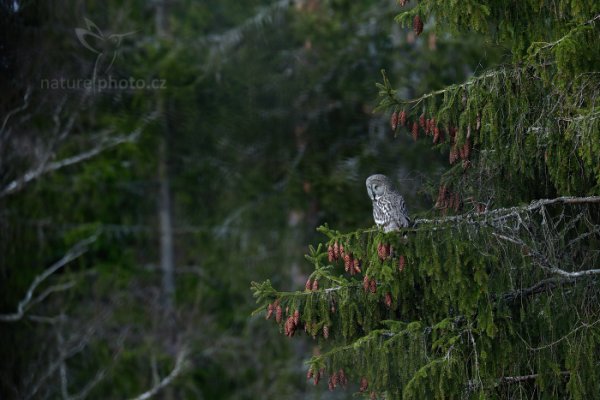 Puštík vousatý (Strix nebulosa) Great Grey Owl, Puštík vousatý (Strix nebulosa) Great Grey Owl, Autor: Ondřej Prosický | NaturePhoto.cz, Model: Canon EOS-1D X Mark II, Objektiv: EF400mm f/2.8L IS II USM +2x III, Clona: 7.1, Doba expozice: 1/100 s, ISO: 500, Kompenzace expozice: -1 1/3, 22. dubna 2016 18:45:43, Bergslagen (Švédsko) 