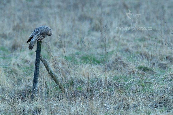 Puštík vousatý (Strix nebulosa) Great Grey Owl, Puštík vousatý (Strix nebulosa) Great Grey Owl, Autor: Ondřej Prosický | NaturePhoto.cz, Model: Canon EOS-1D X Mark II, Objektiv: EF400mm f/2.8L IS II USM +2x III, Clona: 8.0, Doba expozice: 1/25 s, ISO: 200, Kompenzace expozice: 0, 22. dubna 2016 19:39:33, Bergslagen (Švédsko) 