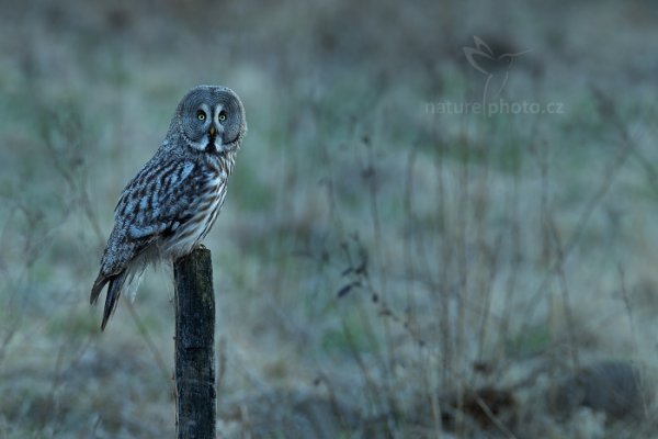 Puštík vousatý (Strix nebulosa) Great Grey Owl, Puštík vousatý (Strix nebulosa) Great Grey Owl, Autor: Ondřej Prosický | NaturePhoto.cz, Model: Canon EOS-1D X Mark II, Objektiv: EF400mm f/2.8L IS II USM +2x III, Clona: 8.0, Doba expozice: 1/15 s, ISO: 200, Kompenzace expozice: 0, 22. dubna 2016 19:58:12, Bergslagen (Švédsko) 