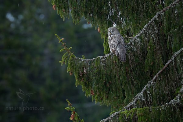 Puštík vousatý (Strix nebulosa) Great Grey Owl, Puštík vousatý (Strix nebulosa) Great Grey Owl, Autor: Ondřej Prosický | NaturePhoto.cz, Model: Canon EOS-1D X Mark II, Objektiv: EF400mm f/2.8L IS II USM +2x III, Clona: 8.0, Doba expozice: 1/13 s, ISO: 200, Kompenzace expozice: +1/3, 23. dubna 2016 6:54:53, Bergslagen (Švédsko) 