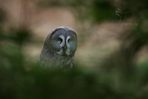 Puštík vousatý (Strix nebulosa) Great Grey Owl, Puštík vousatý (Strix nebulosa) Great Grey Owl, Autor: Ondřej Prosický | NaturePhoto.cz, Model: Canon EOS-1D X Mark II, Objektiv: EF400mm f/2.8L IS II USM +2x III, Clona: 9.0, Doba expozice: 1/50 s, ISO: 500, Kompenzace expozice: +1/3, 23. dubna 2016 7:31:58, Bergslagen (Švédsko) 