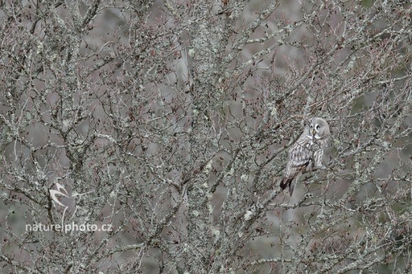 Puštík vousatý (Strix nebulosa) Great Grey Owl, Puštík vousatý (Strix nebulosa) Great Grey Owl, Autor: Ondřej Prosický | NaturePhoto.cz, Model: Canon EOS-1D X Mark II, Objektiv: EF400mm f/2.8L IS II USM +2x III, Clona: 9.0, Doba expozice: 1/50 s, ISO: 500, Kompenzace expozice: +1/3, 23. dubna 2016 7:31:58, Bergslagen (Švédsko) 