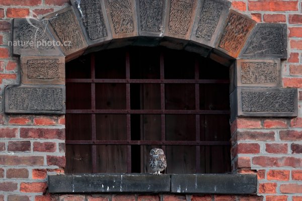 Sýček obecný (Athene noctua) Little Owl
