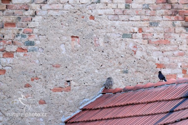 Sýček obecný (Athene noctua) Little Owl