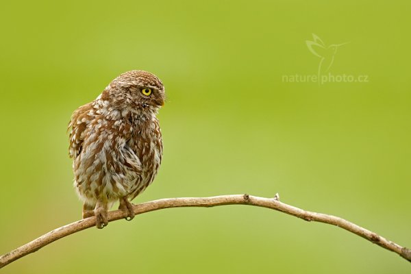 Sýček obecný (Athene noctua) Little Owl