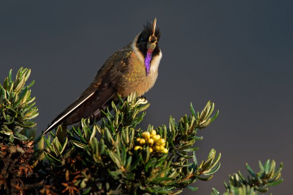 Bearded Helmetcrest (Oxypogon guerinii stuebelii), kolibřík přílbový, Parque Nacional Natural Los Nevados, Colombia