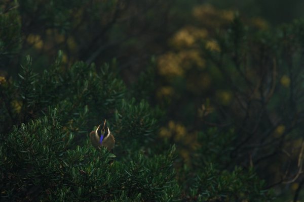 Bearded Helmetcrest (Oxypogon guerinii stuebelii), kolibřík přílbový, Parque Nacional Natural Los Nevados, Colombia