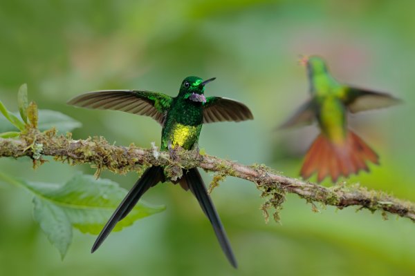 Empres brilliant (Heliodoxa imperatrix), kolibřík císařský, Tatama National Park, Colombia
