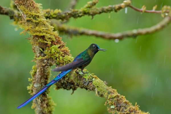 Long-tailed Sylph (Aglaiocercus kingi), sylfa Kingova, Parque Nacional Natural Tatamá, Colombia