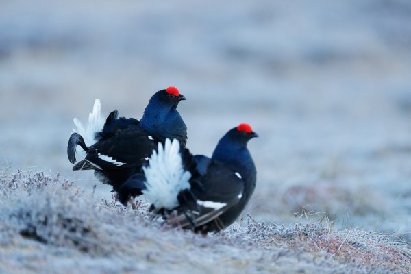 Black grouse (Tetrao tetrix), tetřívek obecný, Bergslagen, Sweden