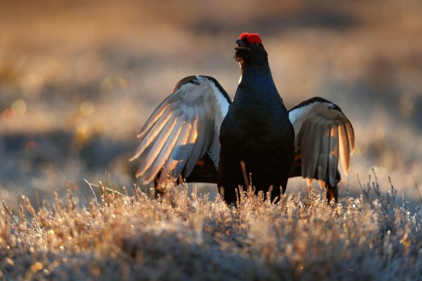 Black grouse (Tetrao tetrix), tetřívek obecný, Bergslagen, Sweden