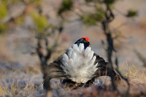 Black grouse (Tetrao tetrix), tetřívek obecný, Bergslagen, Sweden