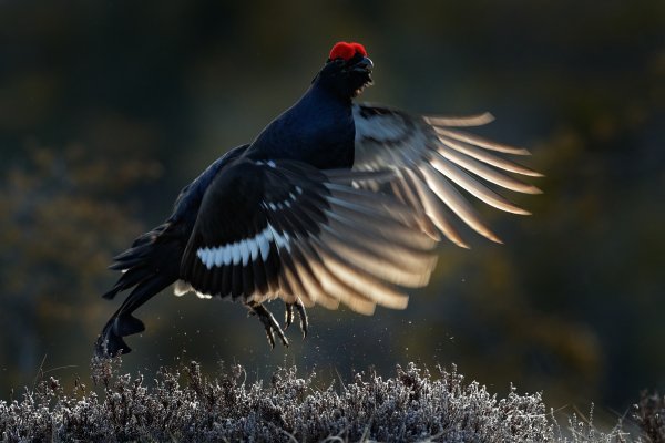 Black grouse (Tetrao tetrix), tetřívek obecný, Bergslagen, Sweden