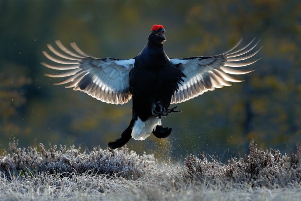 Black grouse (Tetrao tetrix), tetřívek obecný, Bergslagen, Sweden