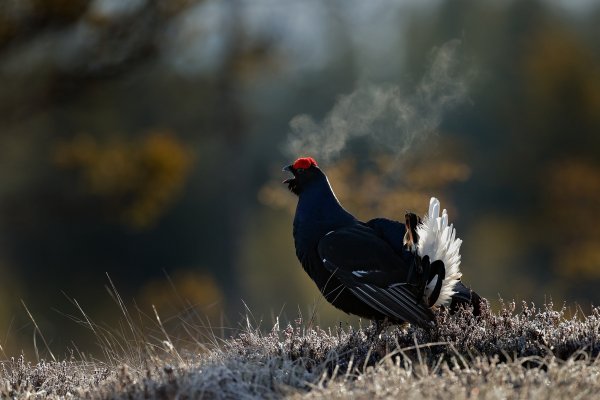 Black grouse (Tetrao tetrix), tetřívek obecný, Bergslagen, Sweden